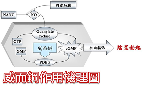 威而鋼的作用機制